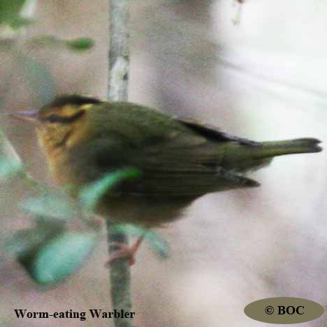 Birds of Cuba