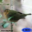 Worm-eating Warbler