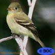 Yellow-bellied Flycatcher