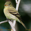 Yellow-bellied Flycatcher