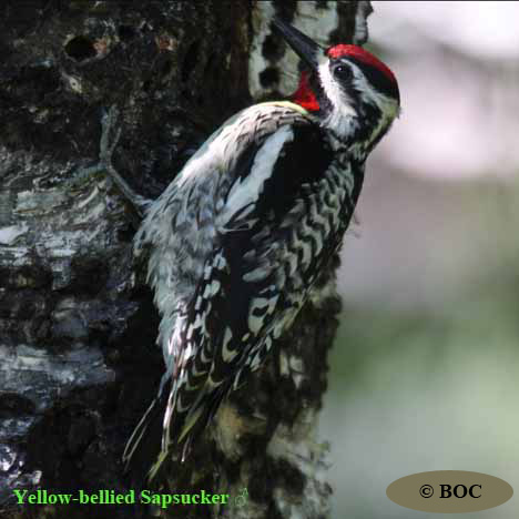 Birds of Cuba