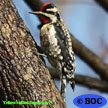 Yellow-bellied Sapsucker
