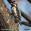 Yellow-bellied Sapsucker