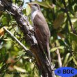 Yellow-billed Cuckoo