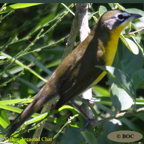 Birds of Cuba