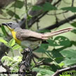 Yellow-breasted Chat