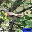 Yellow-breasted Chat