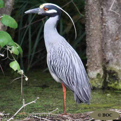 Birds of Cuba