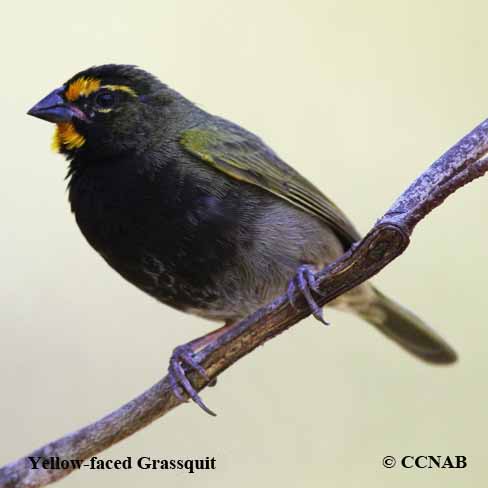 Birds of Cuba