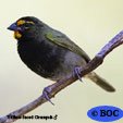 Yellow-faced Grassquit