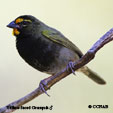 Yellow-faced Grassquit