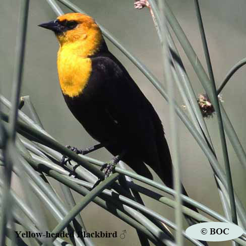Birds of Cuba