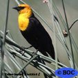 Yellow-headed Blackbird