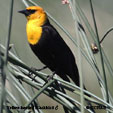 Yellow-headed Blackbird