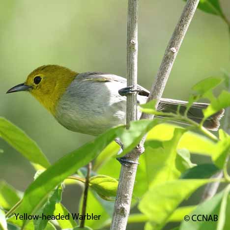 Birds of North America