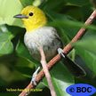 Yellow-headed Warbler