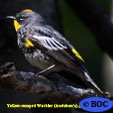 Yellow-rumped Warbler (Myrtle)