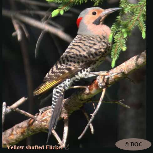 Birds of Cuba