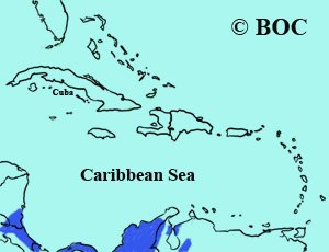 Yellow-tailed Oriole range