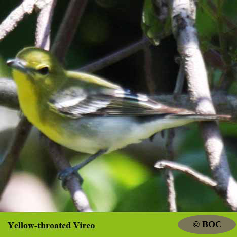Birds of Cuba