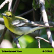 Yellow-throated Vireo