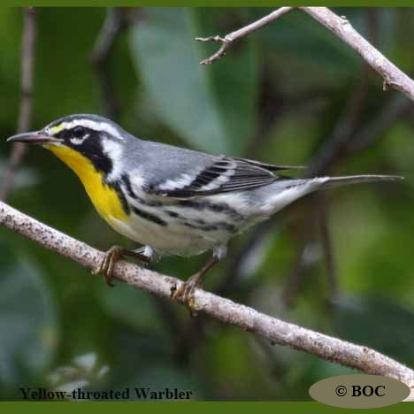 Birds of Cuba