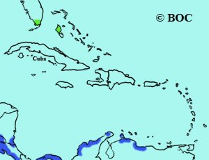 Yellow Warbler (Mangrove) range