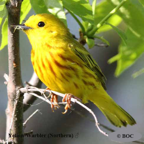 Birds of Cuba