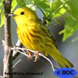Yellow Warbler