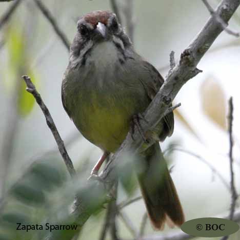 Birds of Cuba