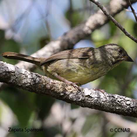 Zapata Sparrow