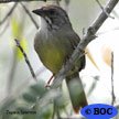 Zapata Sparrow