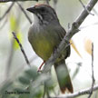 Zapata Sparrow