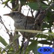 Zapata Wren