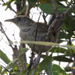 Zapata Wren