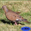Zenaida Dove